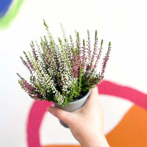 Beauty Lady Heather - Calluna vulgaris 'Candlelight' - Sprouts of Bristol