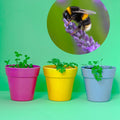 Bee Wildflower Seedball Box - Sprouts of Bristol