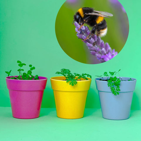 Bee Wildflower Seedball Box - Sprouts of Bristol