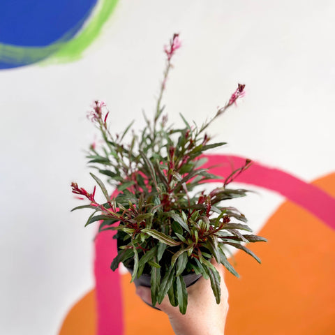 Beeblossom - Gaura lindheimeri - Sprouts of Bristol