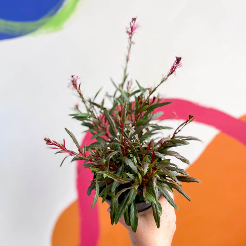 Beeblossom - Gaura lindheimeri - Sprouts of Bristol