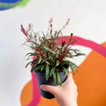 Beeblossom - Gaura lindheimeri - Sprouts of Bristol
