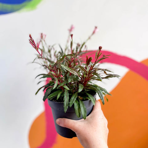 Beeblossom - Gaura lindheimeri - Sprouts of Bristol