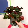 Beefsteak Plant - Begonia x erythrophylla 'Black Jungle' - Sprouts of Bristol