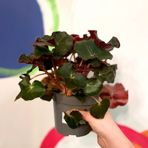 Beefsteak Plant - Begonia x erythrophylla 'Black Jungle' - Sprouts of Bristol