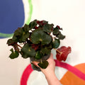 Beefsteak Plant - Begonia x erythrophylla 'Black Jungle' - Sprouts of Bristol