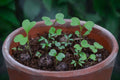 Beetle Mix Seedball Tin - Sprouts of Bristol