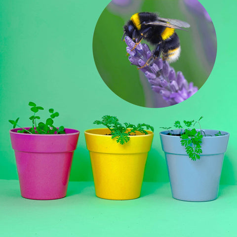 Beetle Mix Seedball Tin - Sprouts of Bristol