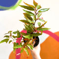 Begonia albopicta 'Rosea' - Welsh Grown - Sprouts of Bristol