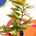 Begonia albopicta 'Rosea' - Welsh Grown - Sprouts of Bristol