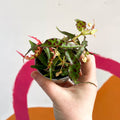 Begonia amphioxus - Sprouts of Bristol
