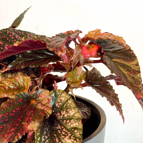 Begonia 'Benigo' - Sprouts of Bristol