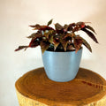 Begonia 'Benigo' - Sprouts of Bristol