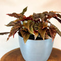 Begonia 'Benigo' - Sprouts of Bristol