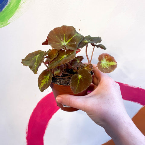 Begonia bowerae - Sprouts of Bristol