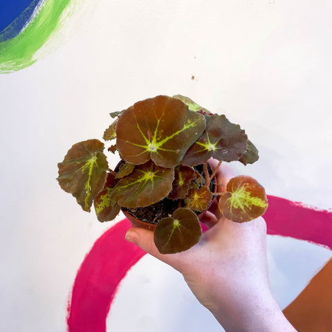 Begonia bowerae - Sprouts of Bristol