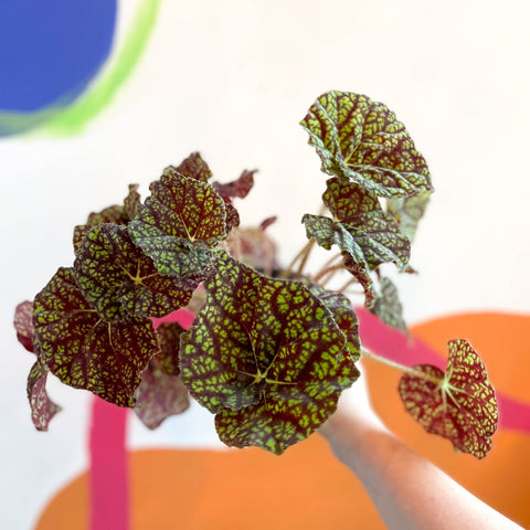 Begonia bowerae 'Green Fever' - Sprouts of Bristol