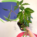Begonia carolineifolia - Welsh Grown - Sprouts of Bristol