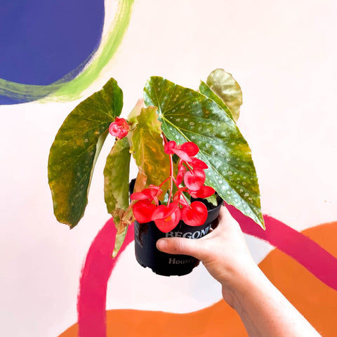 Begonia 'Comte De Lesseps' - Welsh Grown - Sprouts of Bristol