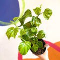 Begonia convolvulacea - Welsh Grown - Sprouts of Bristol