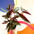 Begonia 'Down Home' - Welsh Grown - Sprouts of Bristol