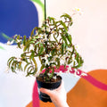 Begonia echinosepala var. elongatifolia - Welsh Grown - Sprouts of Bristol