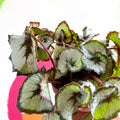 Begonia 'Escargot' - Sprouts of Bristol