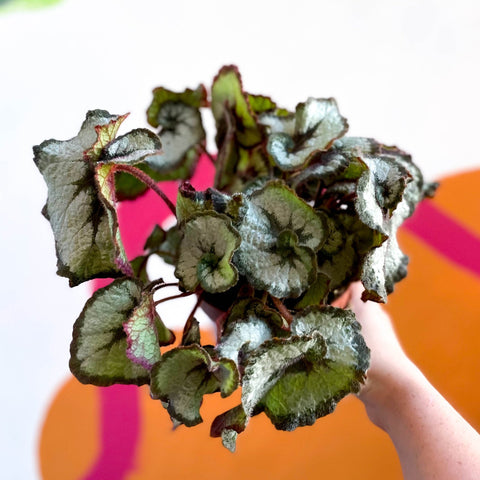 Begonia 'Escargot' - Sprouts of Bristol