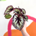 Begonia 'Fireworks' - Welsh Grown - Sprouts of Bristol