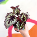 Begonia 'Fireworks' - Welsh Grown - Sprouts of Bristol