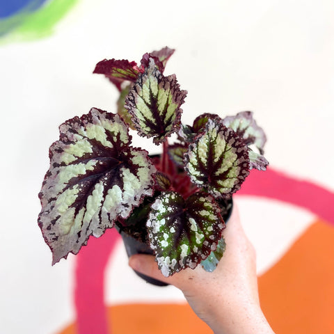 Begonia 'Fireworks' - Welsh Grown - Sprouts of Bristol