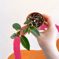 Begonia fuchsioides - Welsh Grown - Sprouts of Bristol