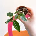 Begonia fuchsioides - Welsh Grown - Sprouts of Bristol