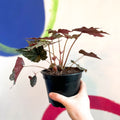 Begonia 'Gryphon' - Sprouts of Bristol