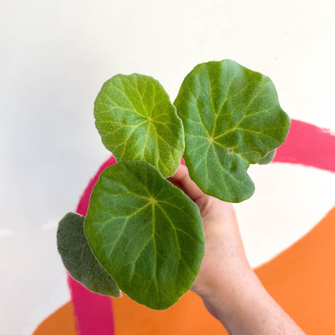 Begonia kellermanii - Welsh Grown - Sprouts of Bristol