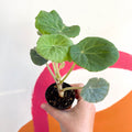 Begonia kellermanii - Welsh Grown - Sprouts of Bristol
