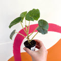 Begonia kellermanii - Welsh Grown - Sprouts of Bristol