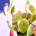 Begonia kellermanii - Welsh Grown - Sprouts of Bristol