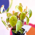 Begonia kellermanii - Welsh Grown - Sprouts of Bristol