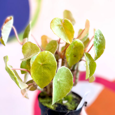 Begonia kellermanii - Welsh Grown - Sprouts of Bristol