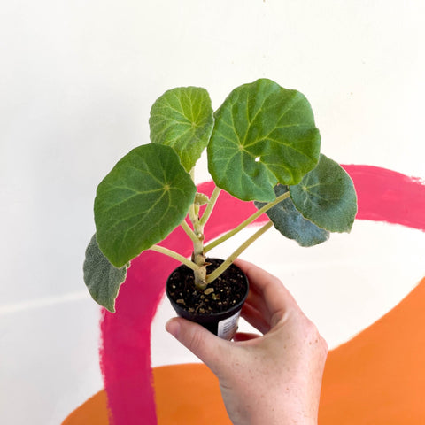 Begonia kellermanii - Welsh Grown - Sprouts of Bristol