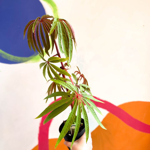 Begonia luxurians - Welsh Grown - Sprouts of Bristol