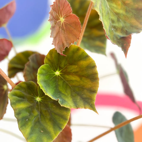 Begonia 'Marie Reed' - Welsh Grown - Sprouts of Bristol