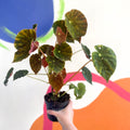 Begonia 'Marie Reed' - Welsh Grown - Sprouts of Bristol