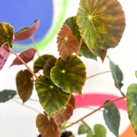 Begonia 'Marie Reed' - Welsh Grown - Sprouts of Bristol