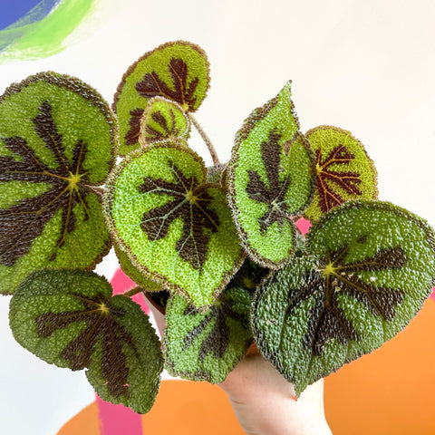Begonia masoniana 'Rock' - Sprouts of Bristol