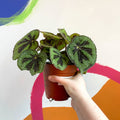 Begonia masoniana 'Rock' - Sprouts of Bristol