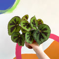 Begonia masoniana 'Rock' - Sprouts of Bristol