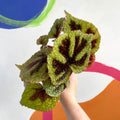 Begonia masoniana - Welsh Grown - Sprouts of Bristol