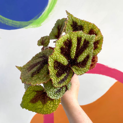 Begonia masoniana - Welsh Grown - Sprouts of Bristol